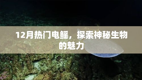 探索电鳐魅力，揭秘十二月热门神秘生物