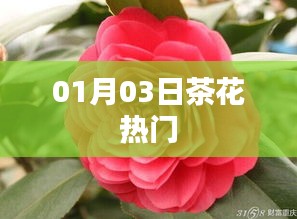 茶花热门风采绽放于一月三日