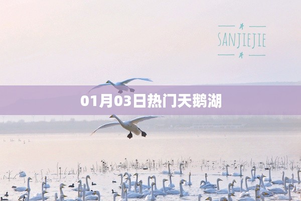 天鹅湖舞动新篇章，热门舞蹈盛宴