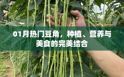 热门豆角，种植、营养与美食的完美融合