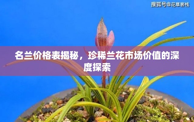 名兰价格表揭秘，珍稀兰花市场价值的深度探索
