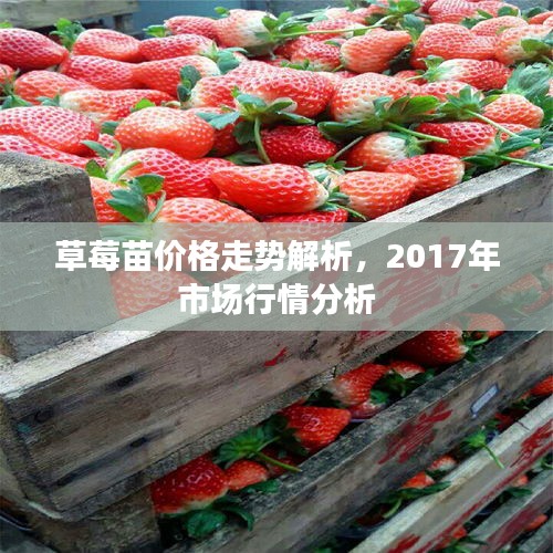 草莓苗价格走势解析，2017年市场行情分析