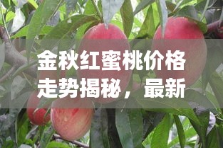 xingjirufei