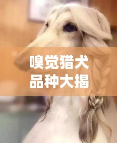 嗅觉猎犬品种大揭秘，TOP 10排名榜单！