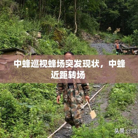 中蜂巡视蜂场突发现状，中蜂近距转场 