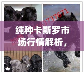 纯种卡斯罗市场行情解析，真实价格一网打尽！