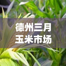 德州三月玉米市场行情深度解读，价格走势、影响因素与趋势预测