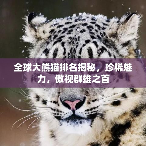 全球大熊猫排名揭秘，珍稀魅力，傲视群雄之首
