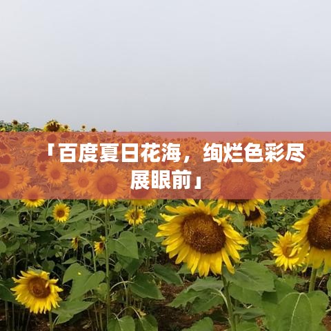 「百度夏日花海，绚烂色彩尽展眼前」
