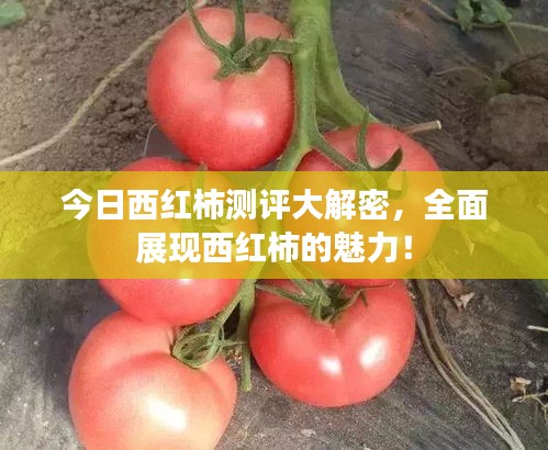 今日西红柿测评大解密，全面展现西红柿的魅力！