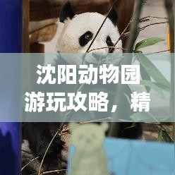 沈阳动物园游玩攻略，精彩看点一网打尽！