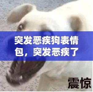 突发恶疾狗表情包，突发恶疾了属于是 