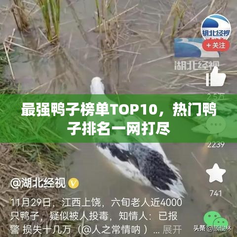 最强鸭子榜单TOP10，热门鸭子排名一网打尽