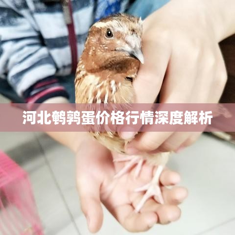 河北鹌鹑蛋价格行情深度解析