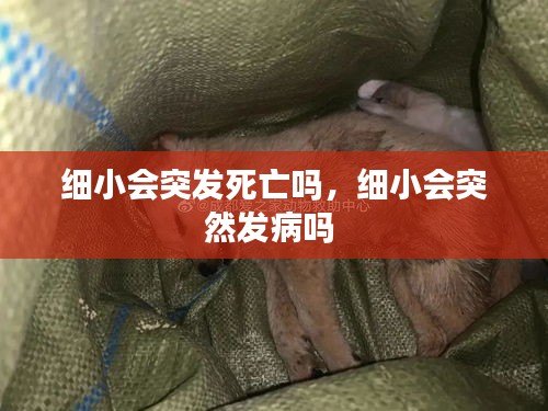 细小会突发死亡吗，细小会突然发病吗 