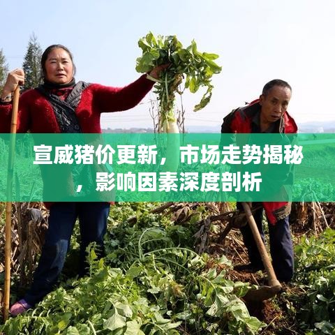 宣威猪价更新，市场走势揭秘，影响因素深度剖析