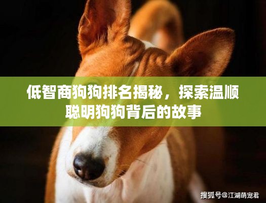 低智商狗狗排名揭秘，探索温顺聪明狗狗背后的故事