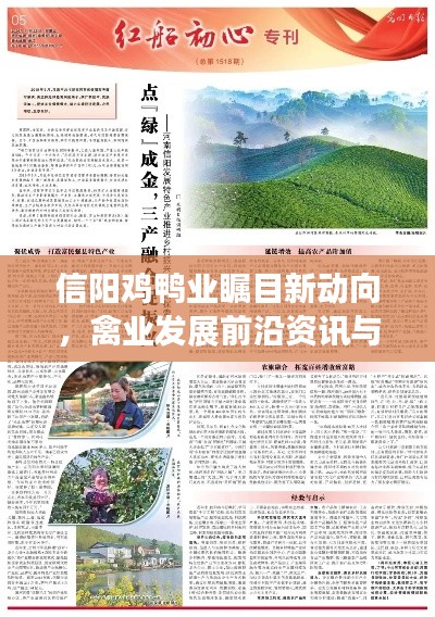 信阳鸡鸭业瞩目新动向，禽业发展前沿资讯与热点聚焦