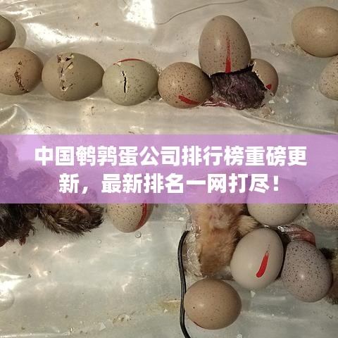 中国鹌鹑蛋公司排行榜重磅更新，最新排名一网打尽！